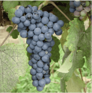 Thomcord Seedless Grape- NEW!